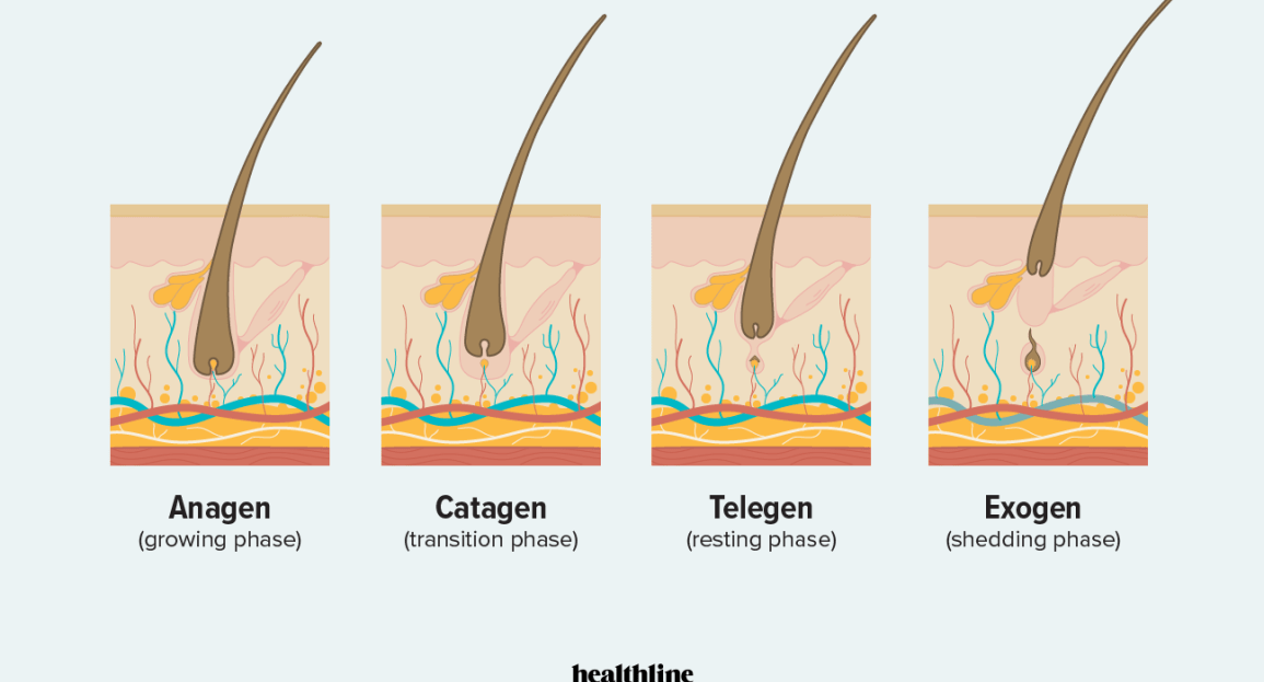 Anagen Phase of Hair Growth