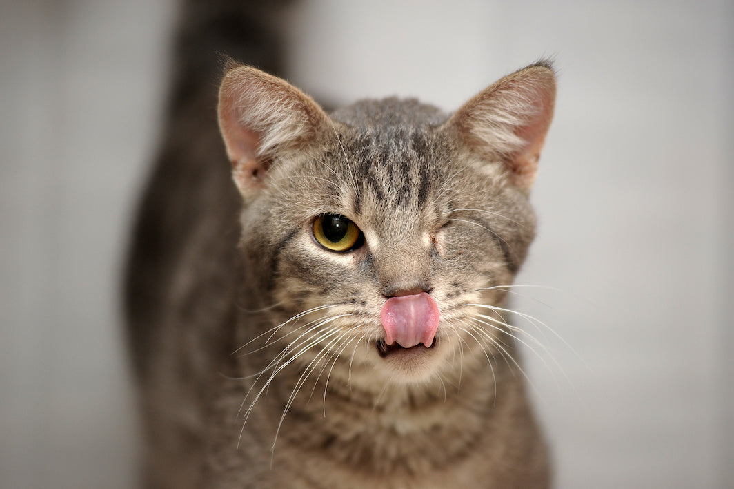 One-eyed brown tabby disabled kitten is licking their lips