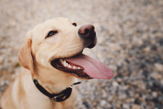 A close-up photo of a Labrador's head outdoors.