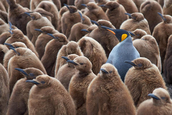A group of King Penguins look in one direction. They are all brown with black beaks, except for one penguin that stands out, different from the rest: it is blue. This represents trying working with a disability in an ableist society.