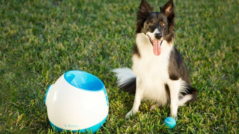 Ifetch Too Ball Launcher Dog Toy