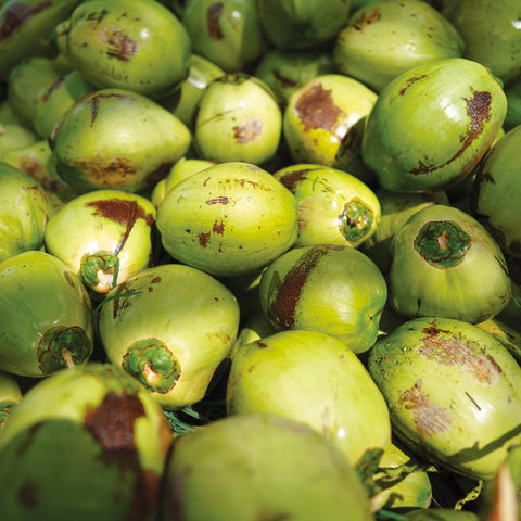 Photo of young Thai coconuts under sunlight 