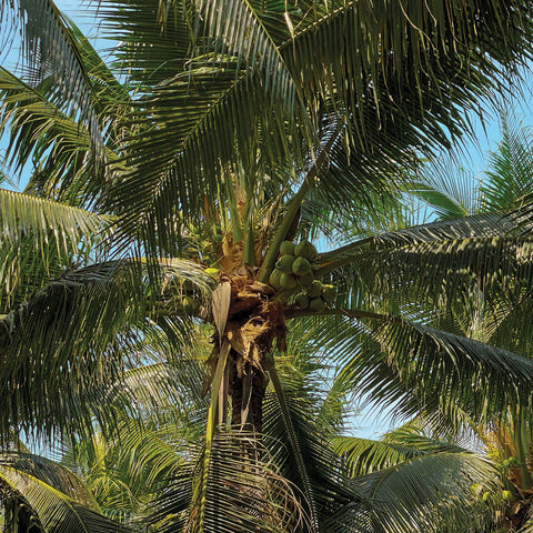 Photo of a coconut palm tree 