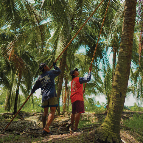 Young Thai coconut picking with sticks