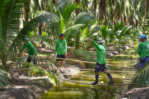 This is how we sustainably harvest our organic Nam Hom coconuts