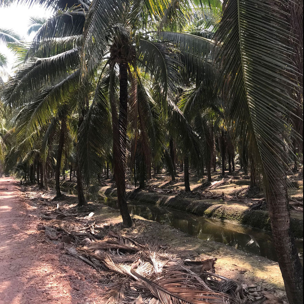 How to find fresh coconut meat