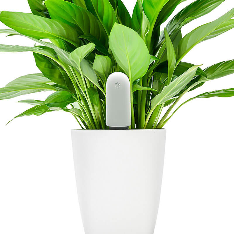 Smart plant. Xiaomi Smart Flower Monitor. Ксиаоми растение. Xiaomi для растений. Flower Care Xiaomi.