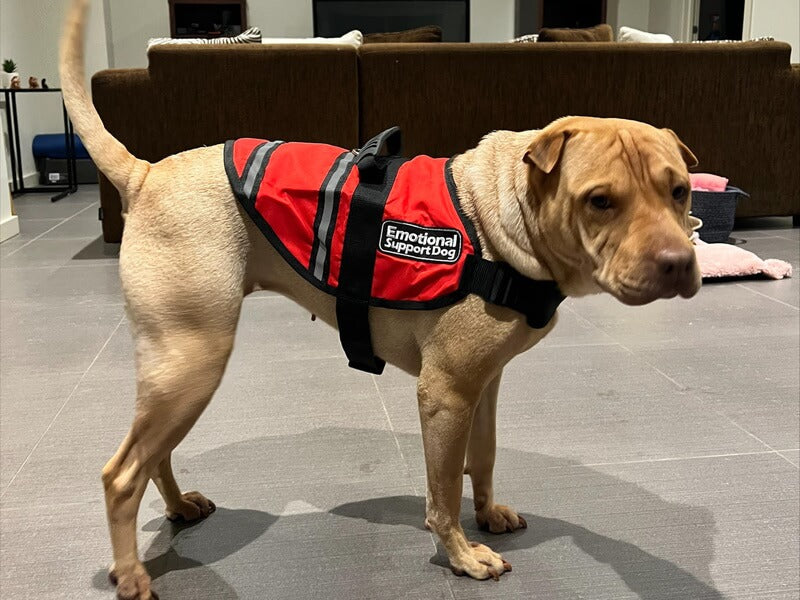 can pitbulls become service dogs