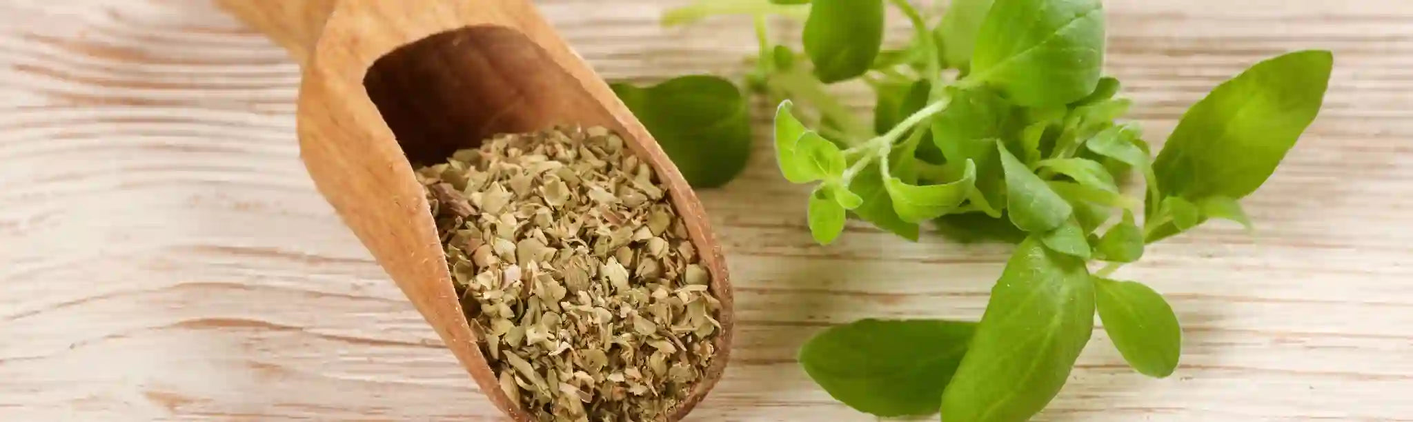 Oregano