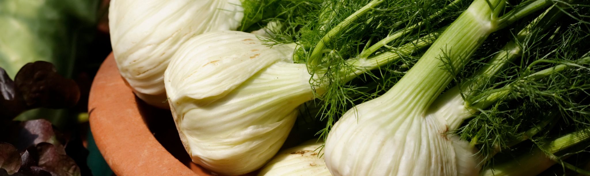 What is Fennel and How to Use It in Your Cooking