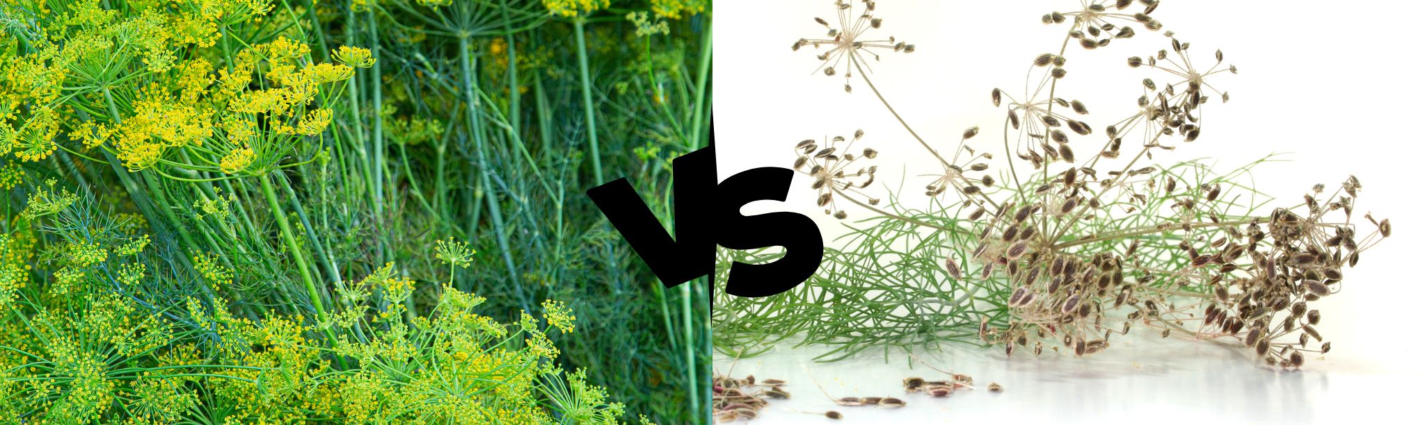 difference between dill seed and dill weed