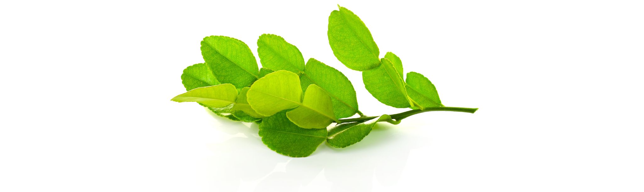 The Role of Kaffir Lime Leaves in Thai Cuisine: A Zesty Delight