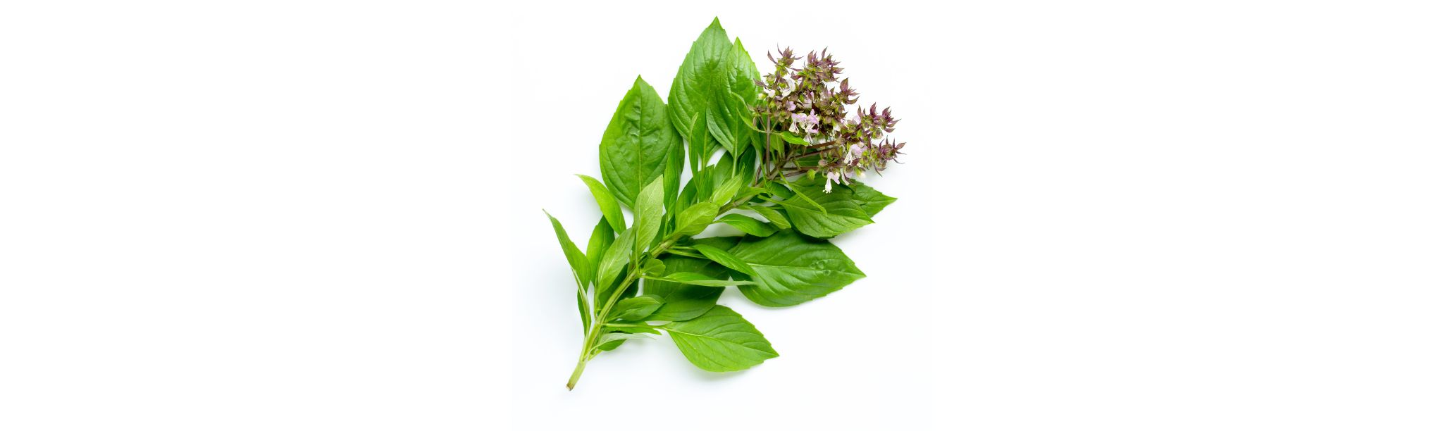 The Wonders of Thai Basil A Unique Herb with a Kick iSpice You