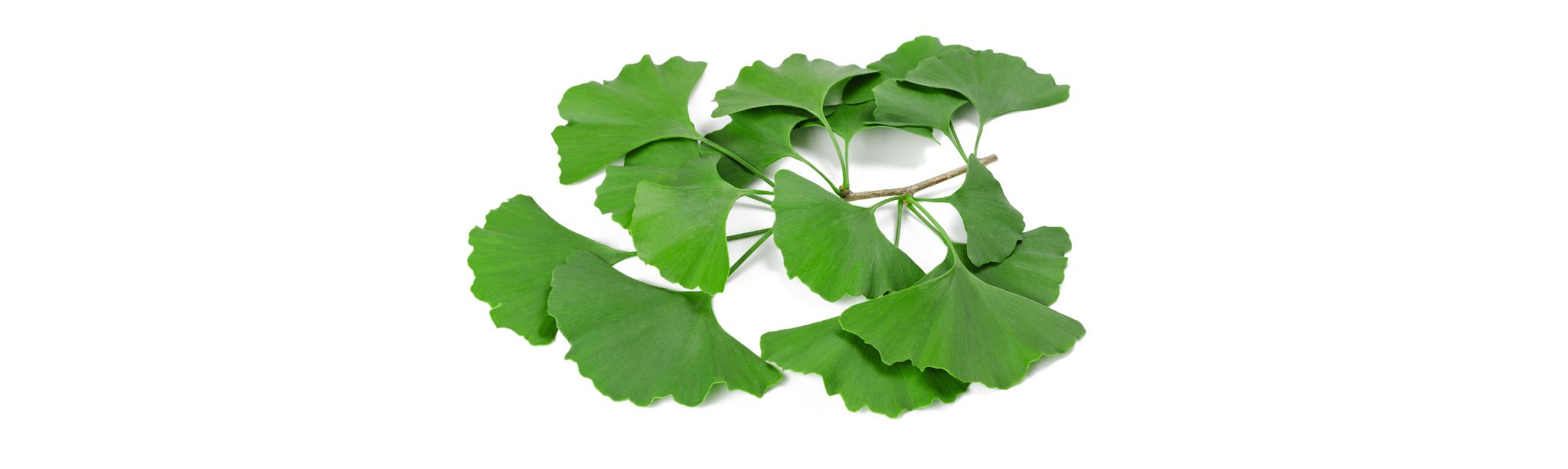 what is ginkgo biloba?