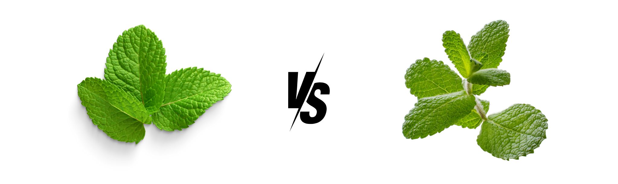 Mint Vs. Peppermint: What's The Difference?