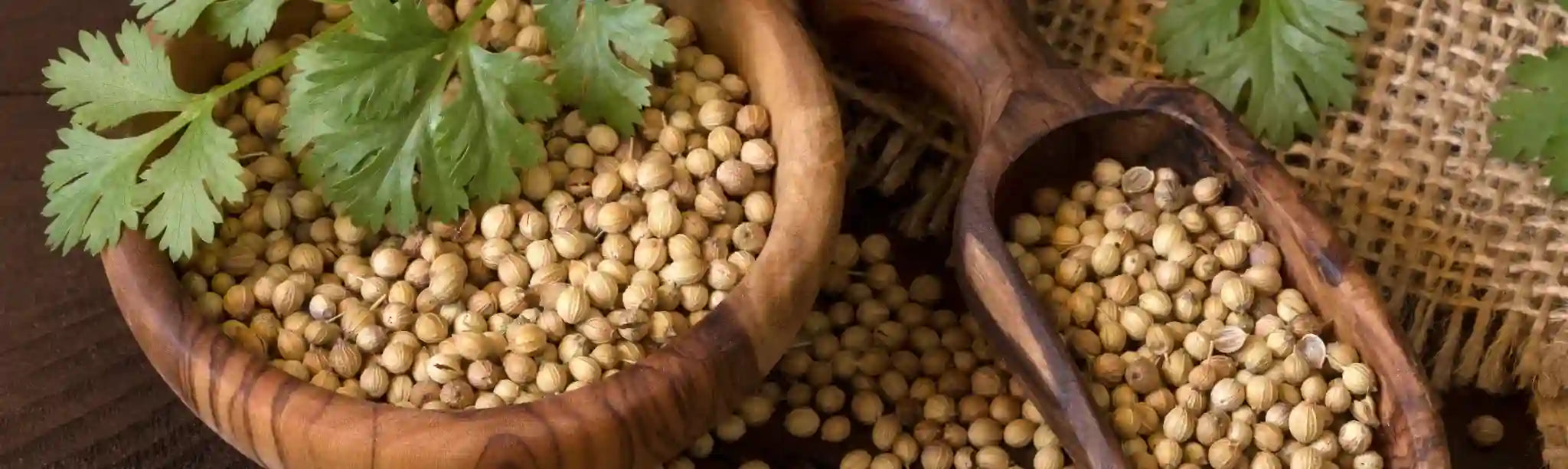 Coriander