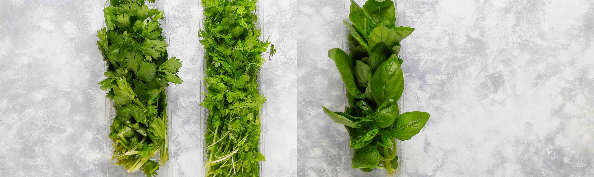 Basil vs. Cilantro A Comparative Look at Two Culinary Herbs