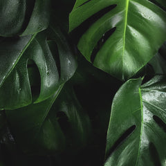 Regenwald 50qm Erhaltung Lateinamerika Nordgreen