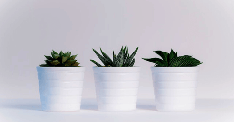 Three small potted plants