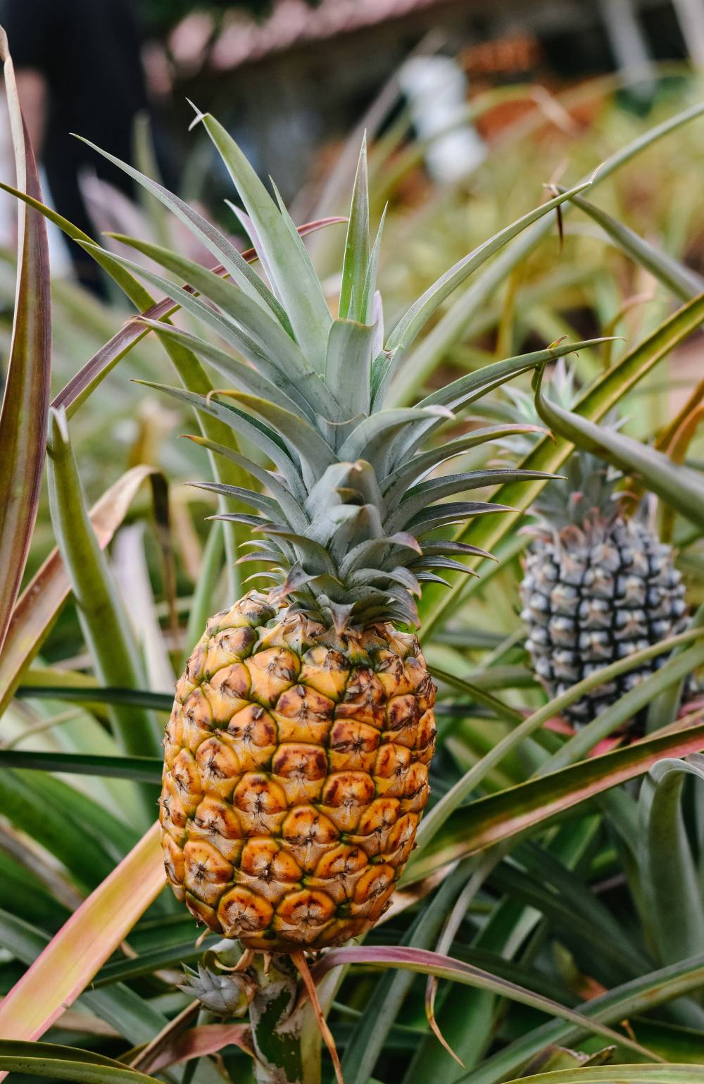 ananas plant leaf fiber pin