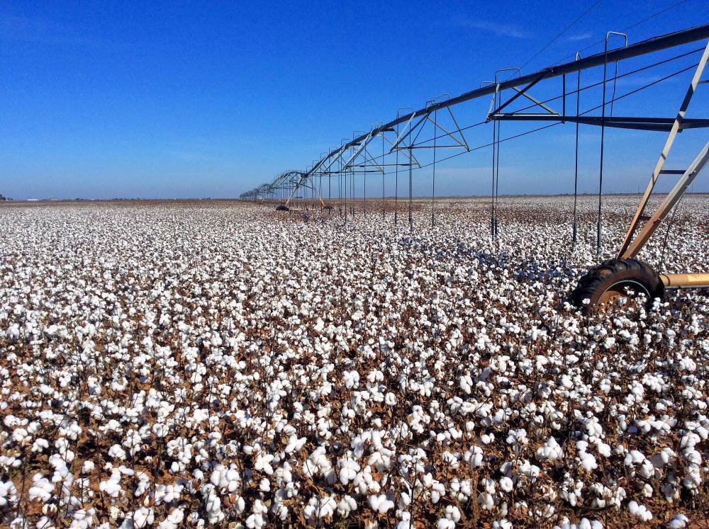 cotton field toxic chemicals environment