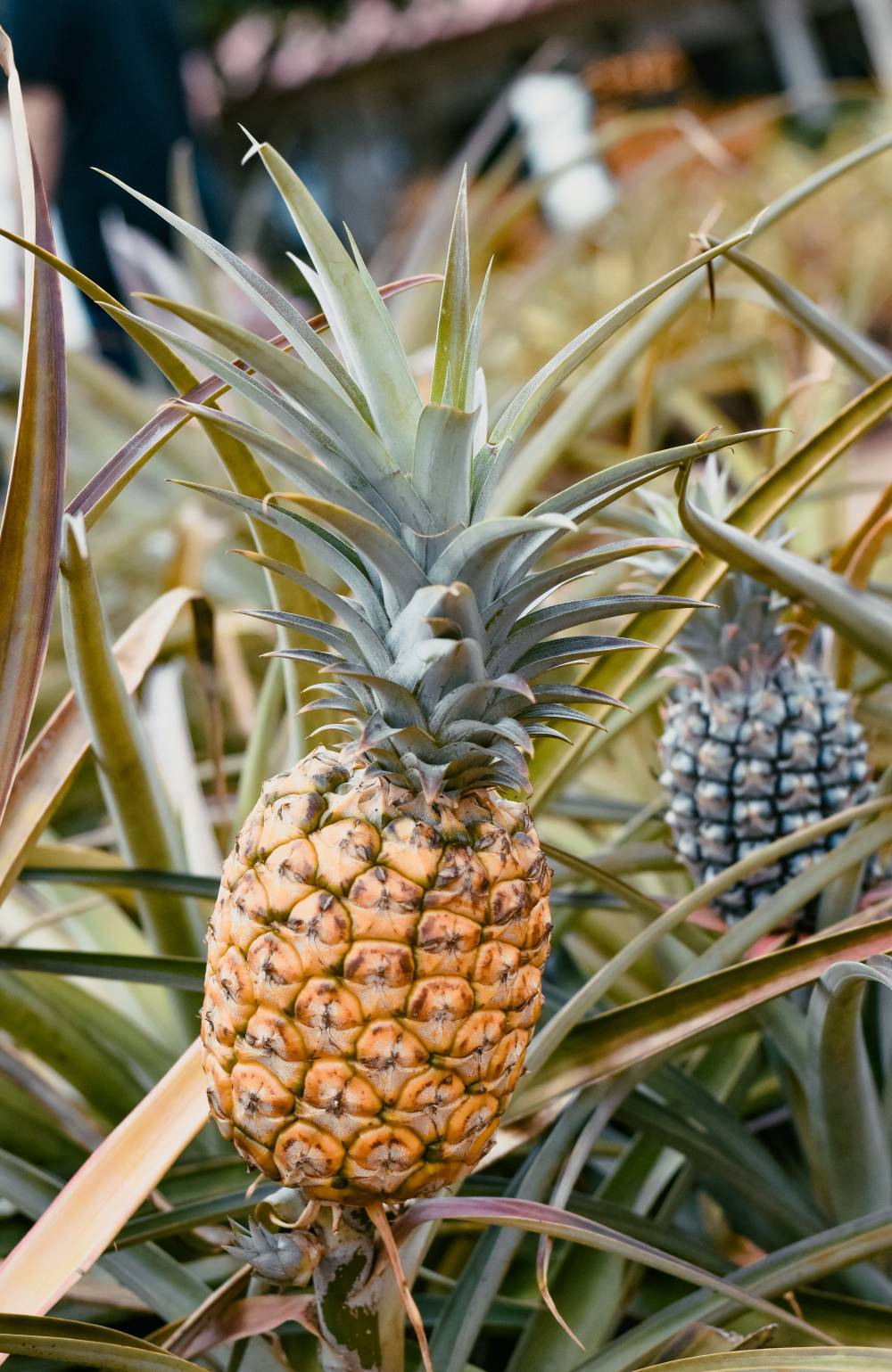 pineapple cultivation plant fruit field