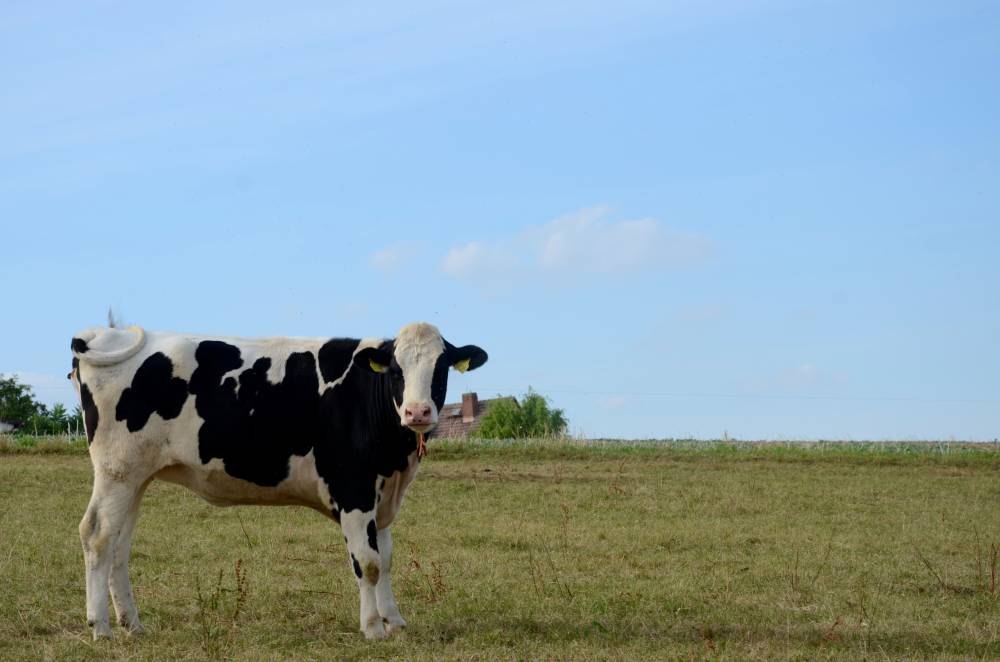 reduce ecological footprint dairy cow