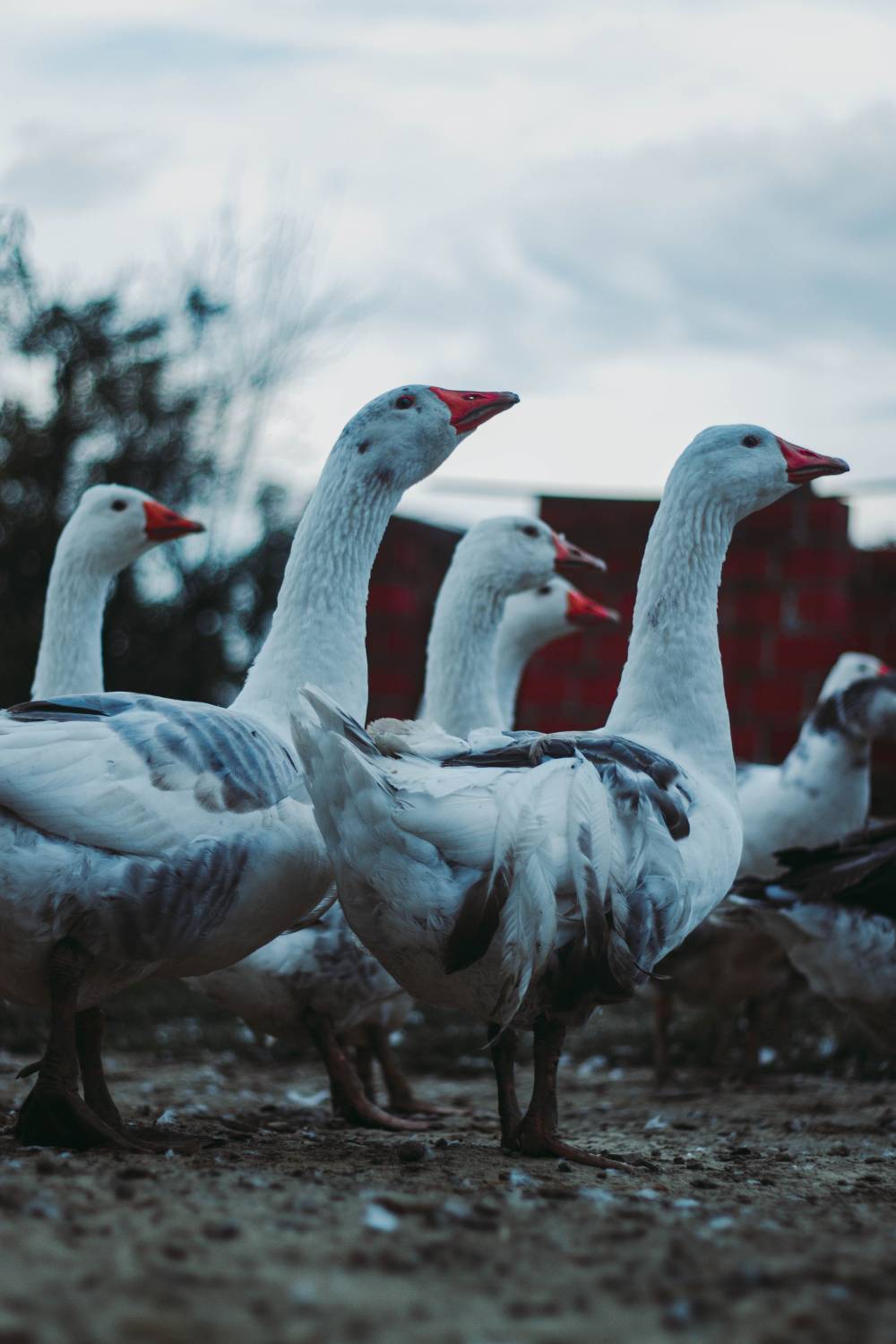 goose farming down feather production