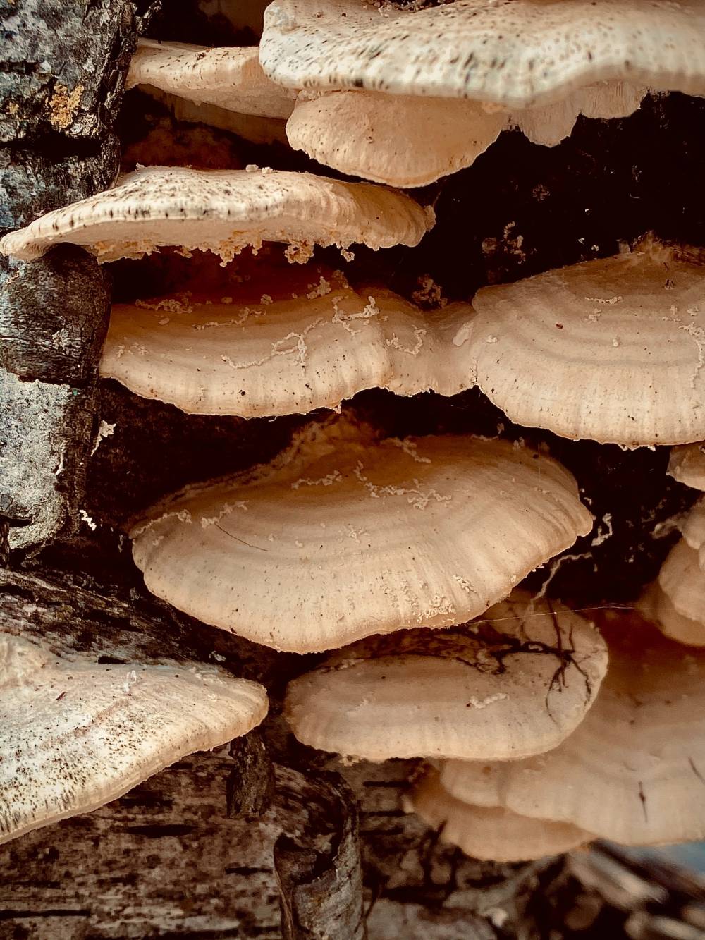 fungus parasite muskin mushroom leather