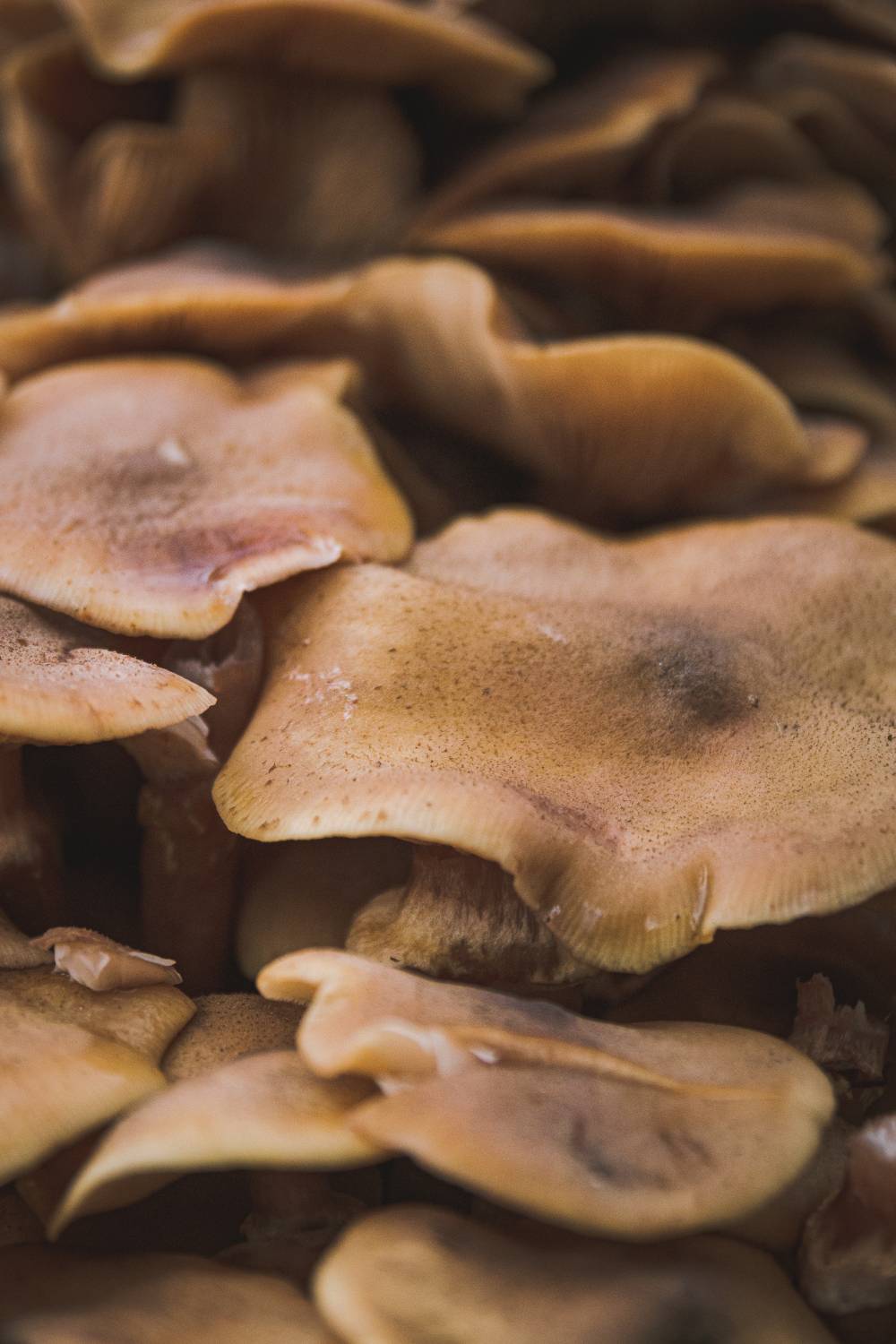 fungi mushroom leather sustainable