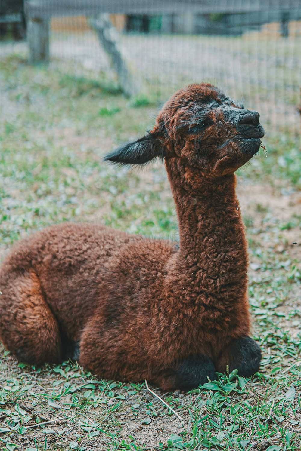 baby alpaca wool cruelty