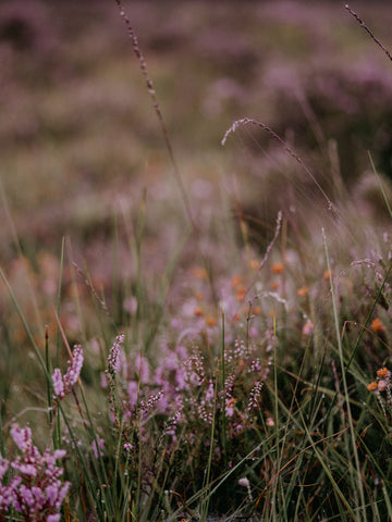 sustainable living pollinator habitat