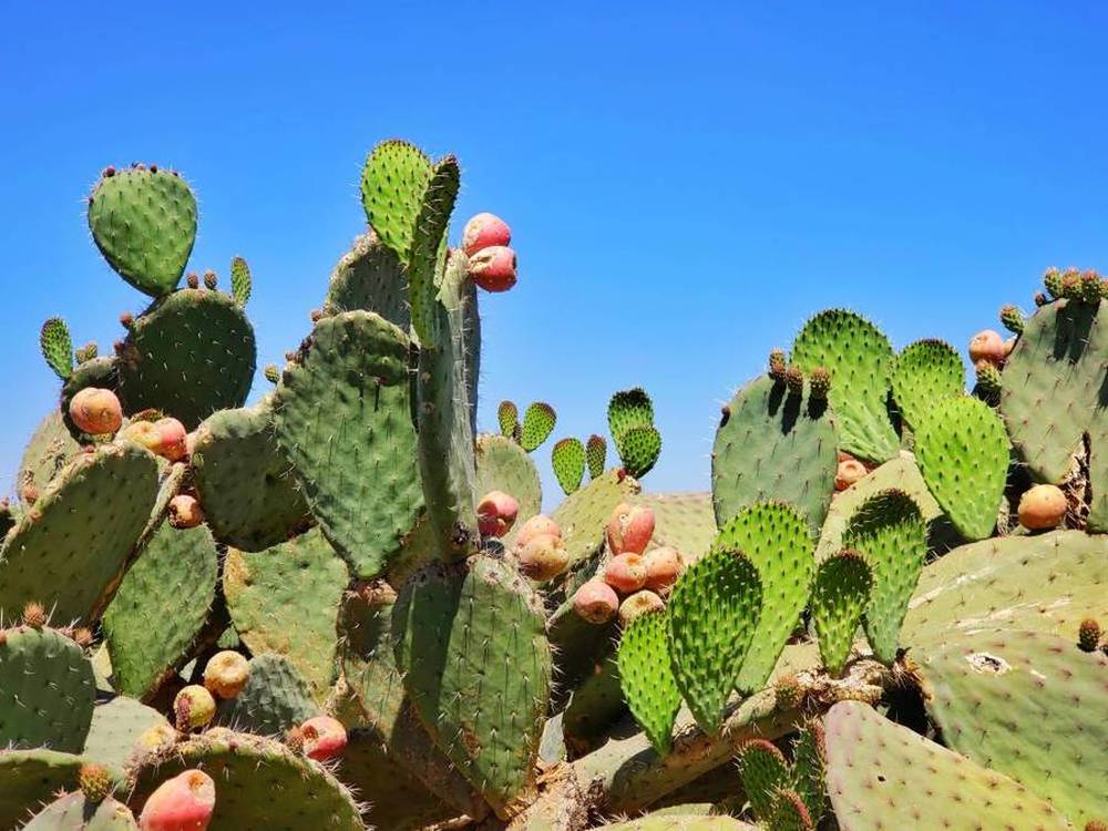 Best Vegan Leather Alternatives desserto cactus