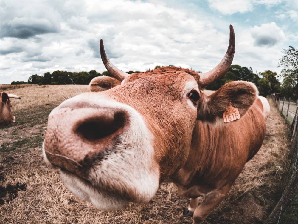 Best Vegan Leather Alternatives wrong cow