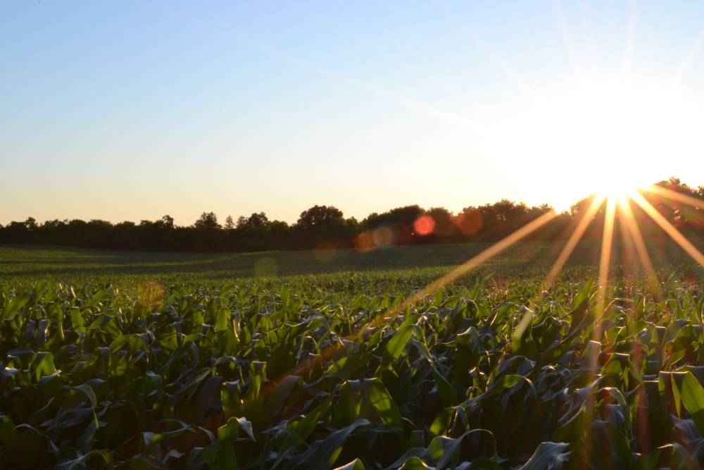 corn field