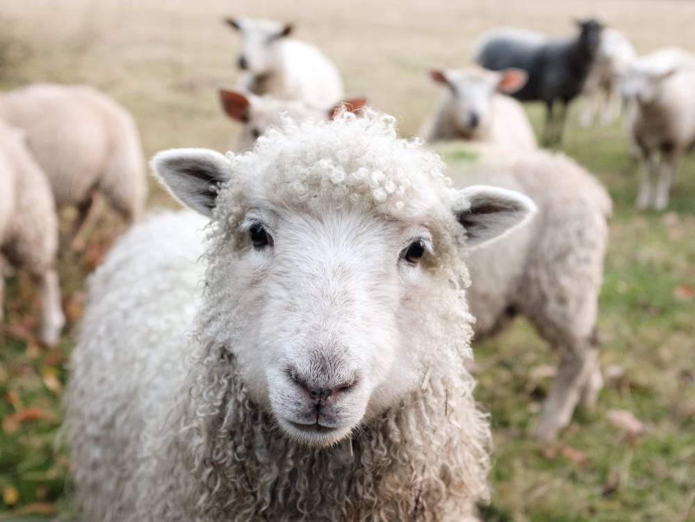 wool sheep