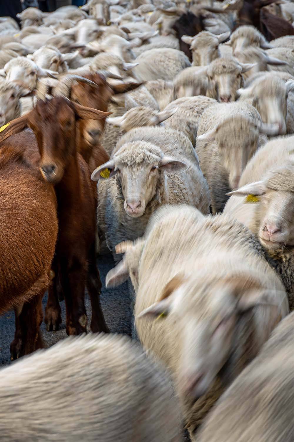 cashmere goat herd unethical