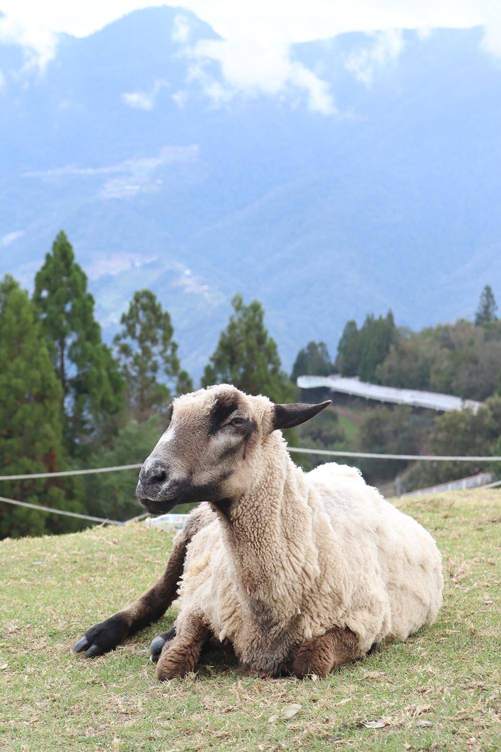 cashmere goat wool pasture