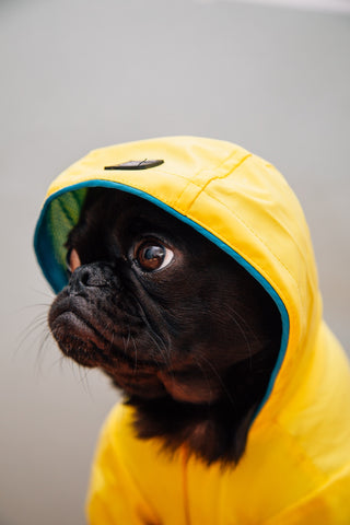 dress dog winter raincoat