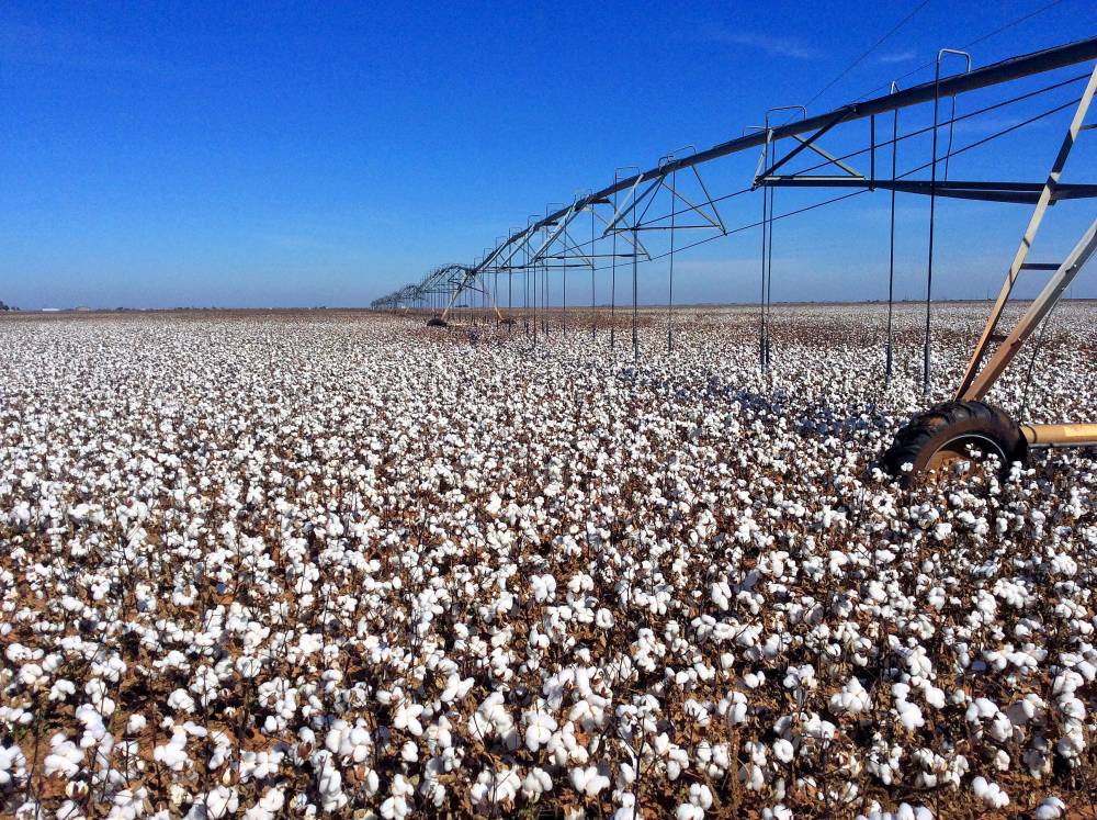 fast fashion facts cotton farming