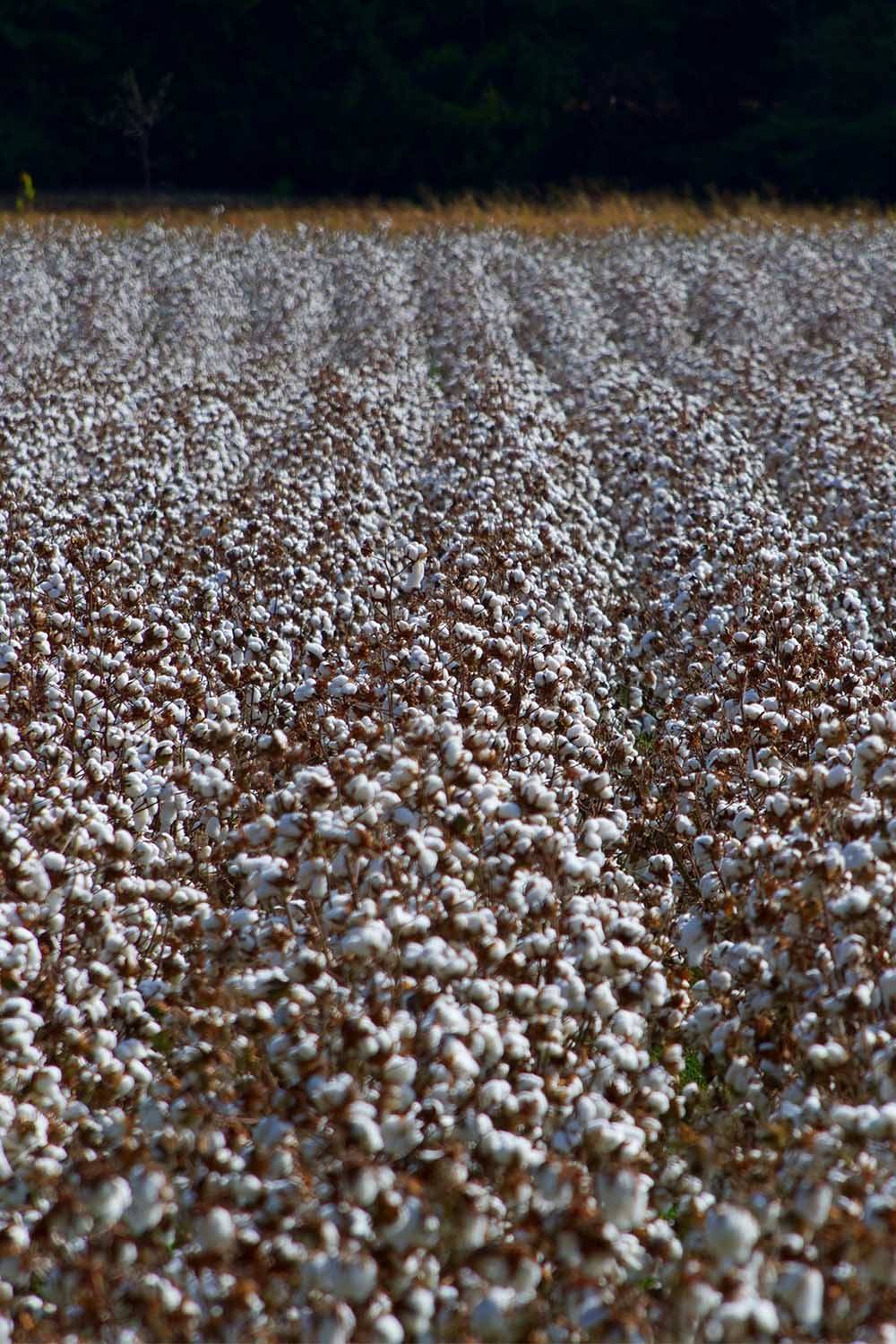 cotton farming water pollution fashion