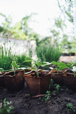 sustainable living garden