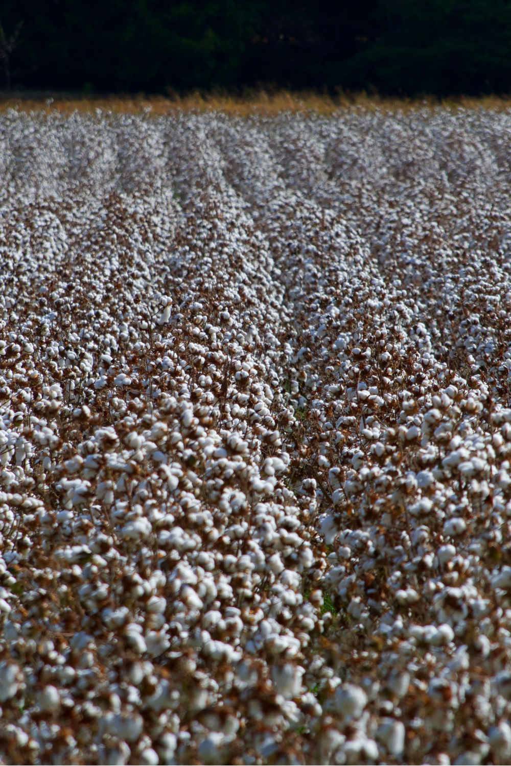 gmo cotton environmental impact