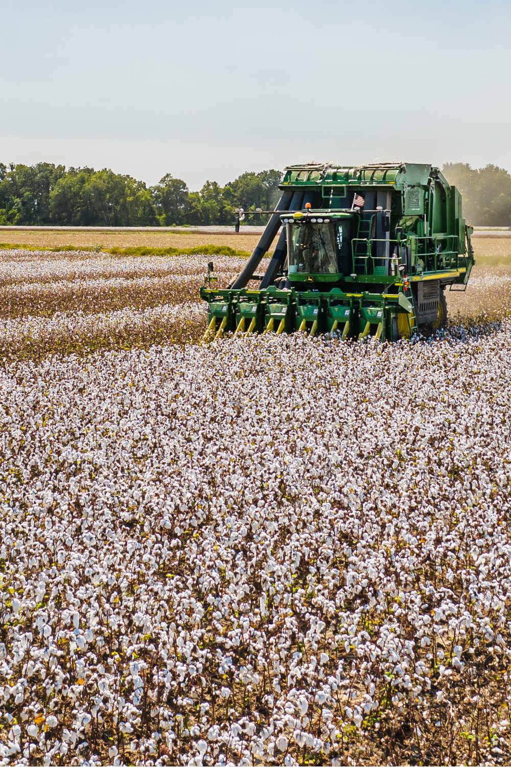 gmo cotton risk herbicide