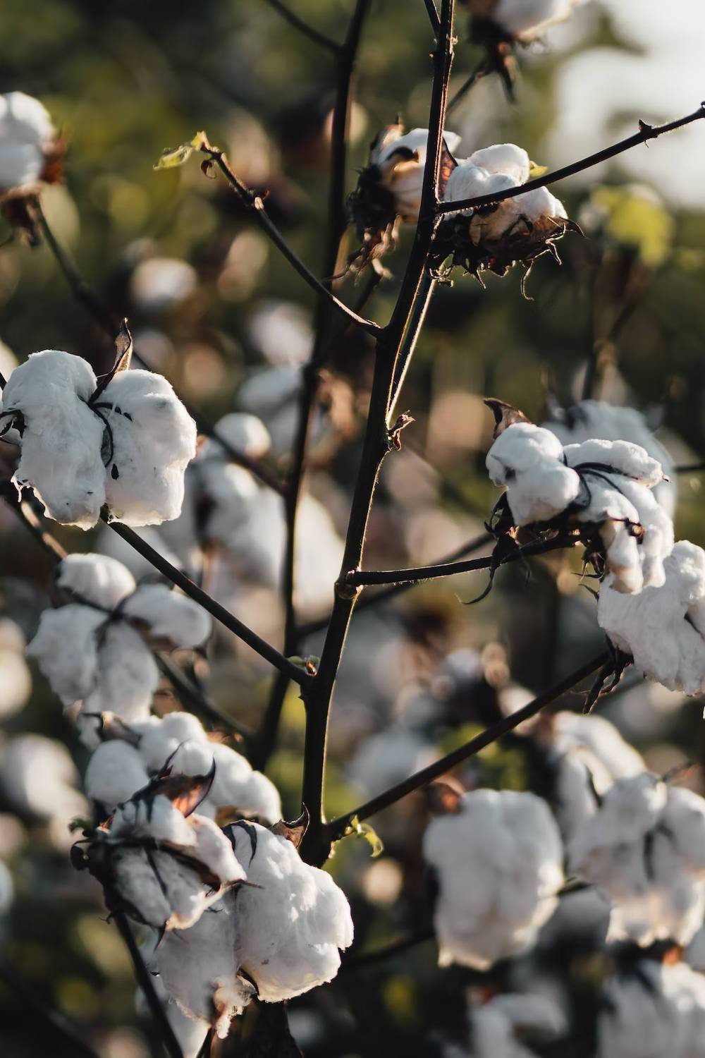 what is gmo cotton