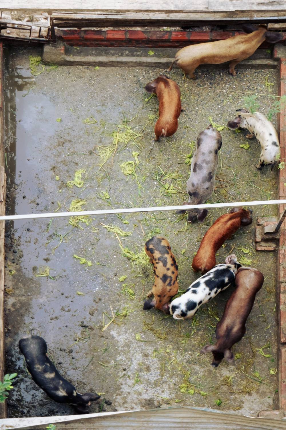 pig leather livestock farming pollution