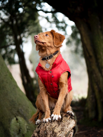 dress dog winter vest