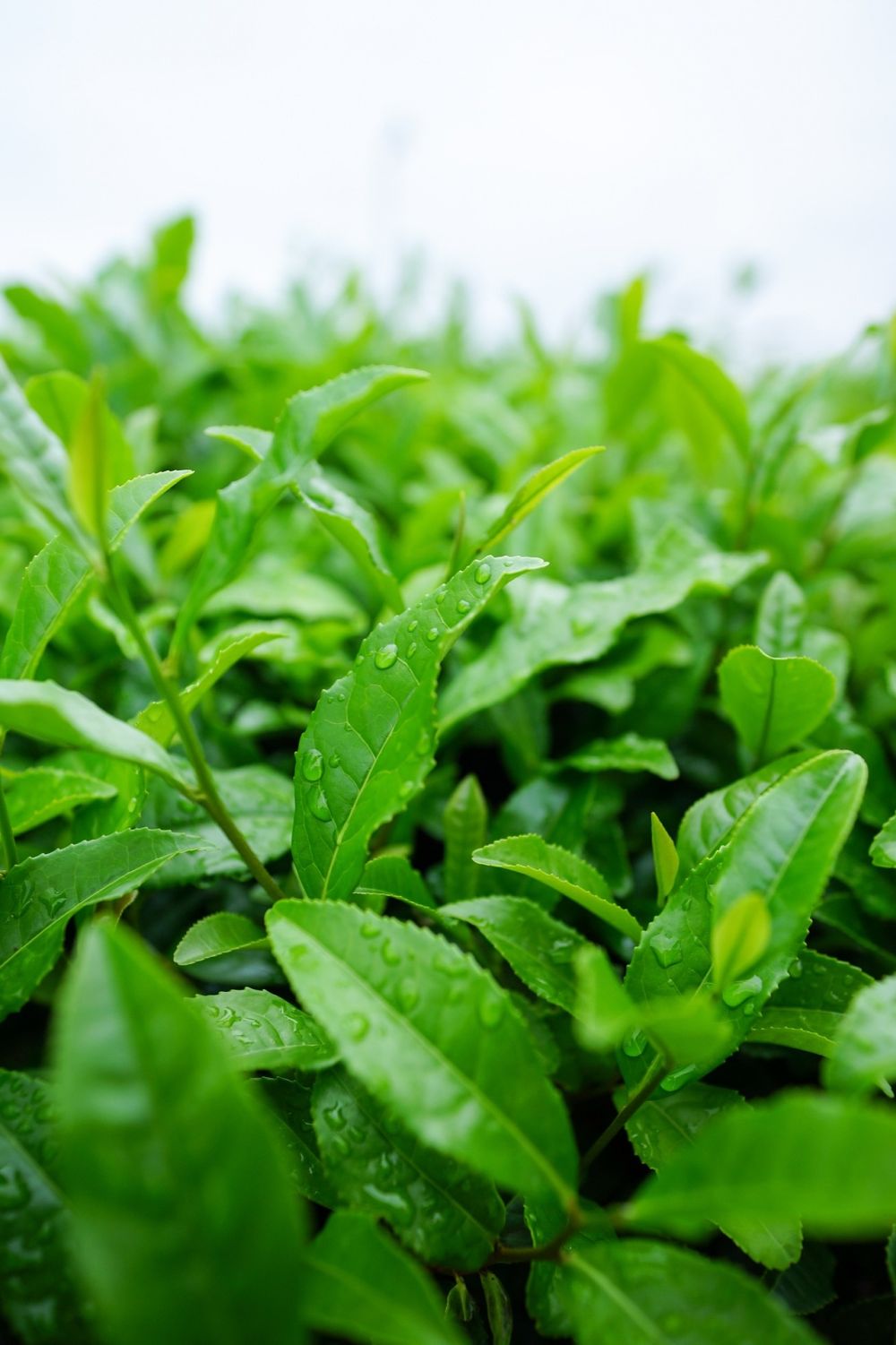 matcha green tea benefits health plant
