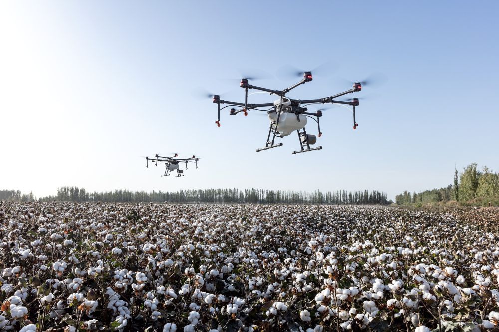 organic cotton farming 
