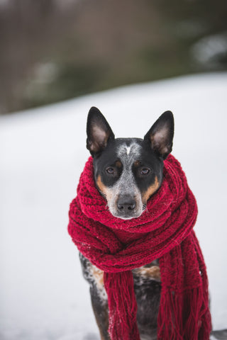 do you need to dress dog for winter